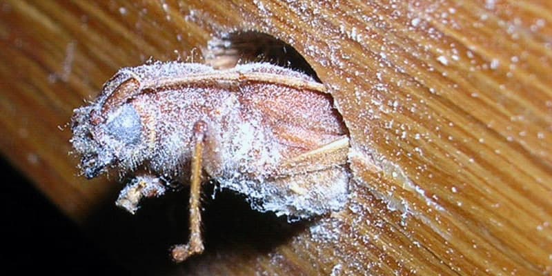 Tratamiento de la madera: carcoma y termitas